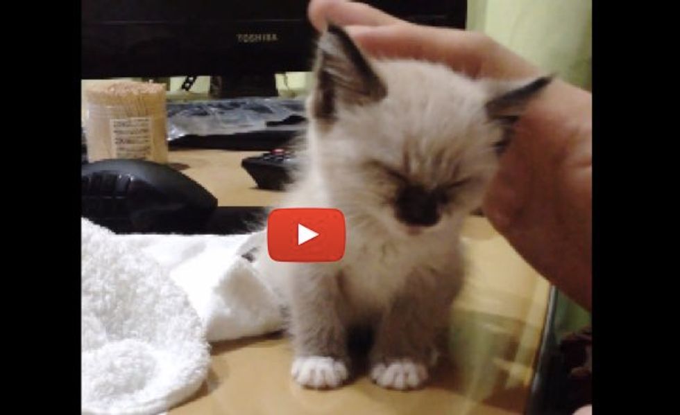 Little Sleepy Kitten Decides to Take a Nap While Standing Up