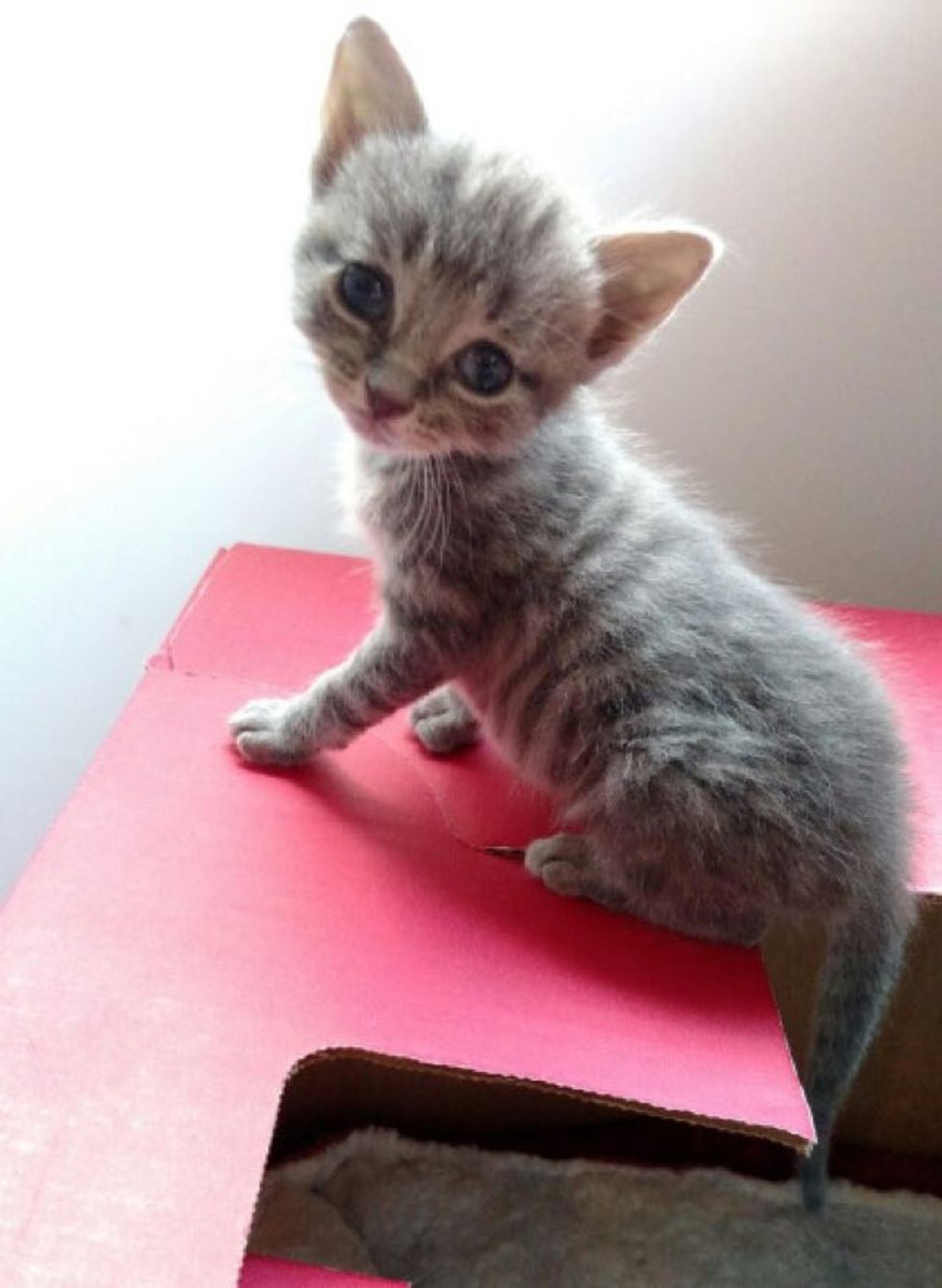 Kitten was Found Blind But They Helped Him See! Love Meow