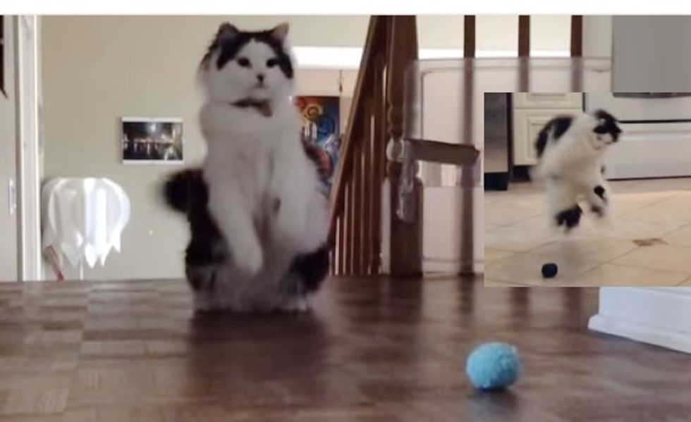 When Oreo the Cat Plays Ball, He Dances to It!