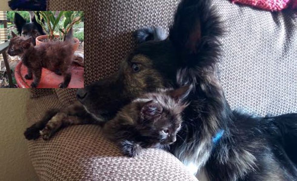 When They Started Fostering This Kitten, Their Dog Became Attached!
