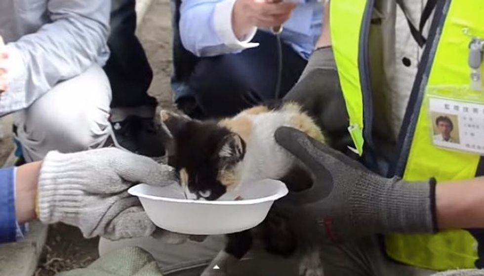 20 People Worked Together to Save Kitten Trapped Under Highway Bridge