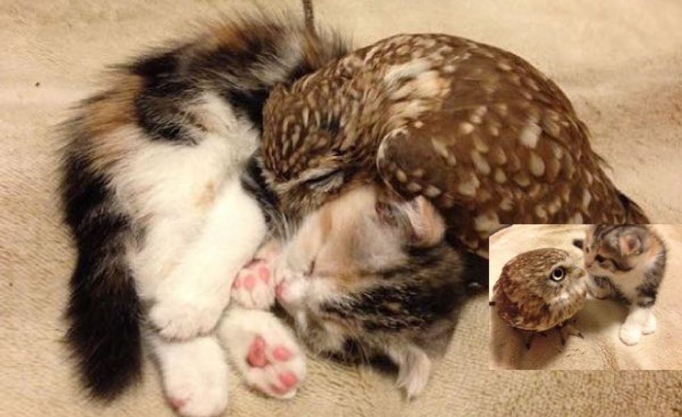 Kitten and Owl Become Best Friends