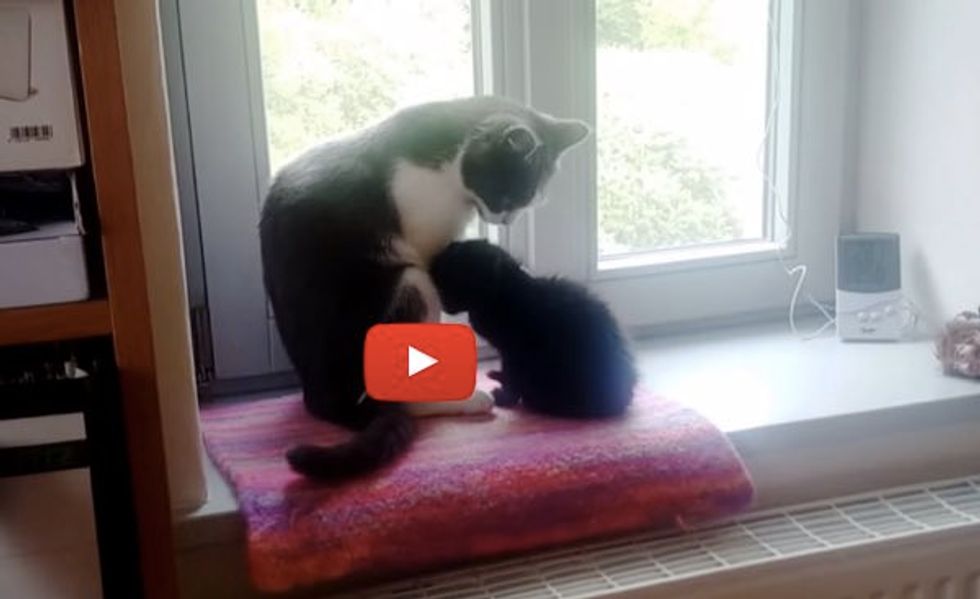 Adopted Kitten Bonding with Family Cat
