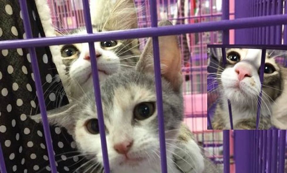 Volunteers Visited this Kitty, What They Saw Melted Hearts!