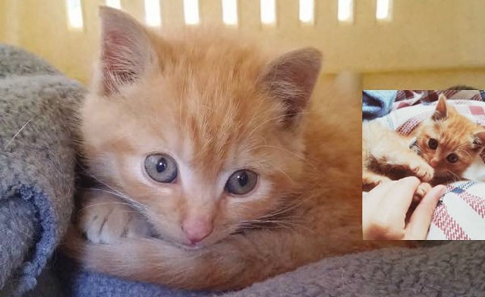 A Couple Spotted Ginger Kitten Wander into Traffic. They Ran to the Rescue!