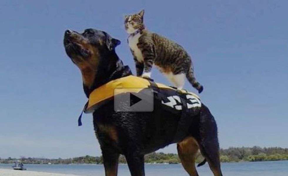 This Smart Cat Can Do Anything Dogs Do and Better!