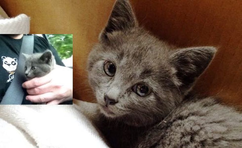 Man Blocked Traffic to Save Kitten from Busy Road While No One Else Stopped Their Cars