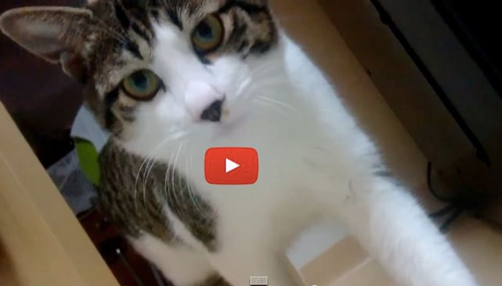 Kitty Comes Running So Fast Every Time His Dad Calls Him. Oh Boy, Is He a Talker!