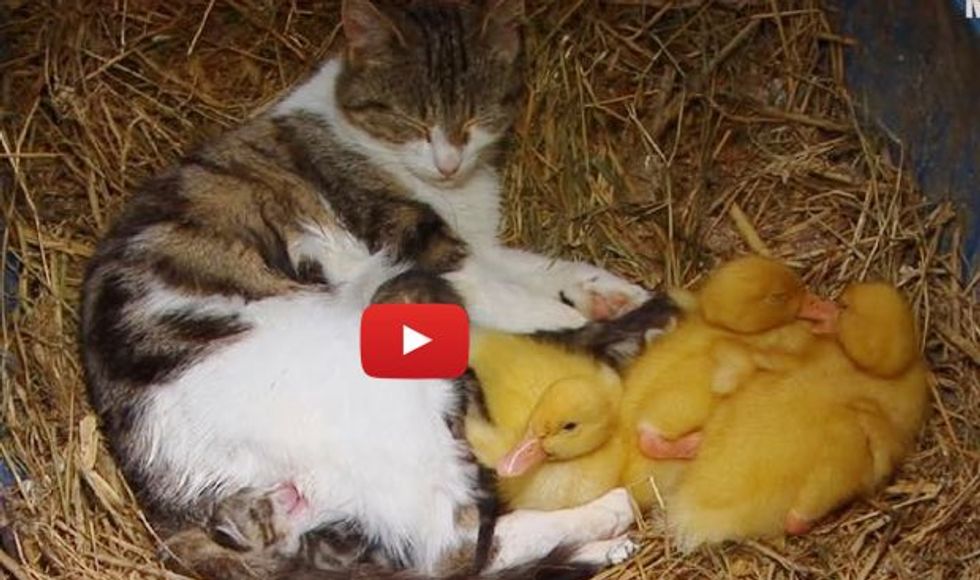 Cat Momma and Her Three 'Yellow Kittens'