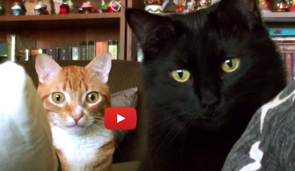 Kitties Telling Us Their Kitty 'Problems'