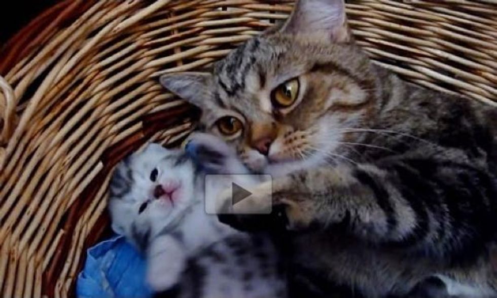 Momma Cat Gives Her Baby Lots of Love and Hugs