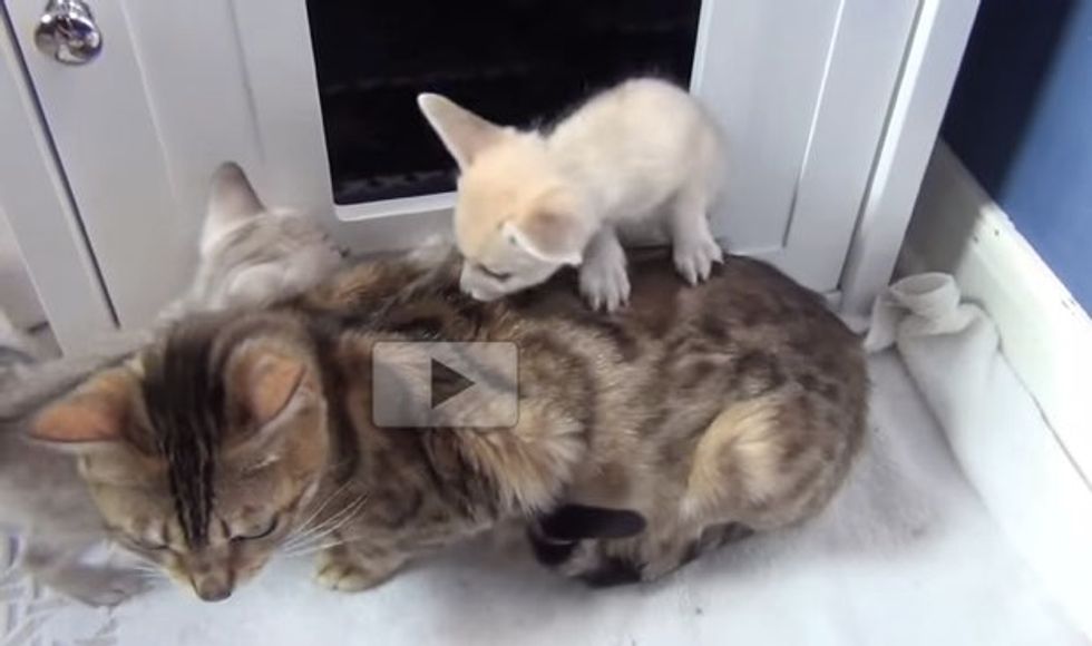 Two Fox Babies Adopted by Mama Cat Growing Up with Kitten 'Siblings'