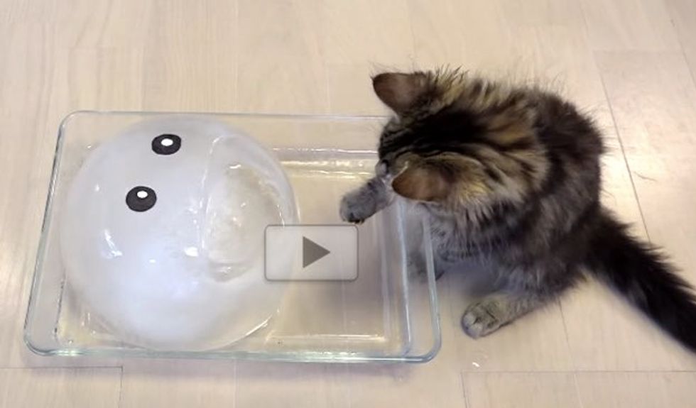They Give Their 10 Cats an Iceball with a Happy Face, the Kitten Wants to Investigate..