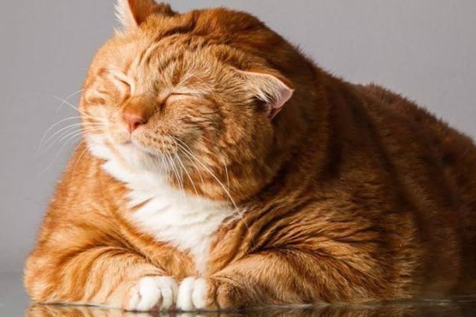 Rescue Cat Shed Over 20 Pounds from Obese to Healthy Love Meow
