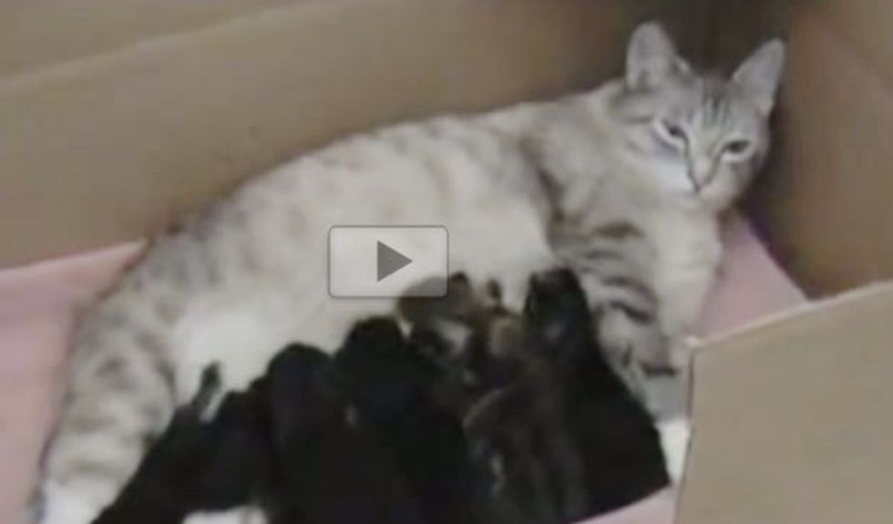Stray Cat Showed Up at Door Steps and Brought Along Seven Surprises