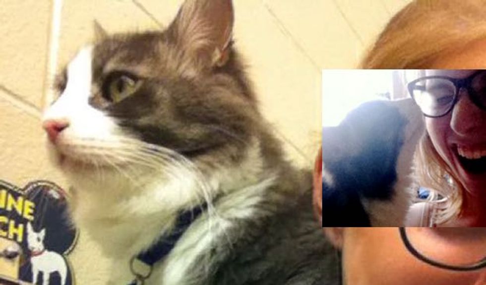 Chance the Cat Asked Woman to Adopt Him. She Couldn't Miss the Chance!