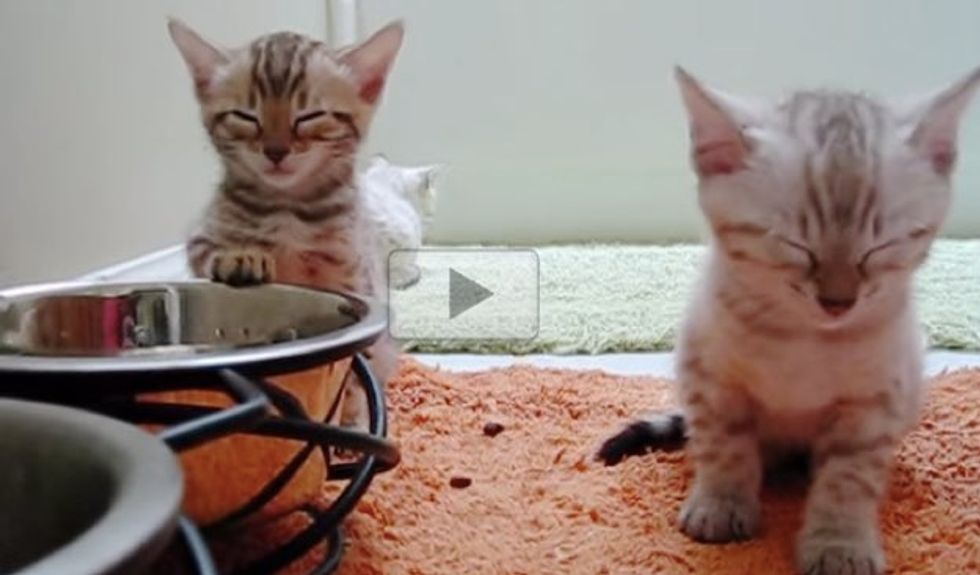 Kittens Fall Asleep by the Dishes While Sitting Up