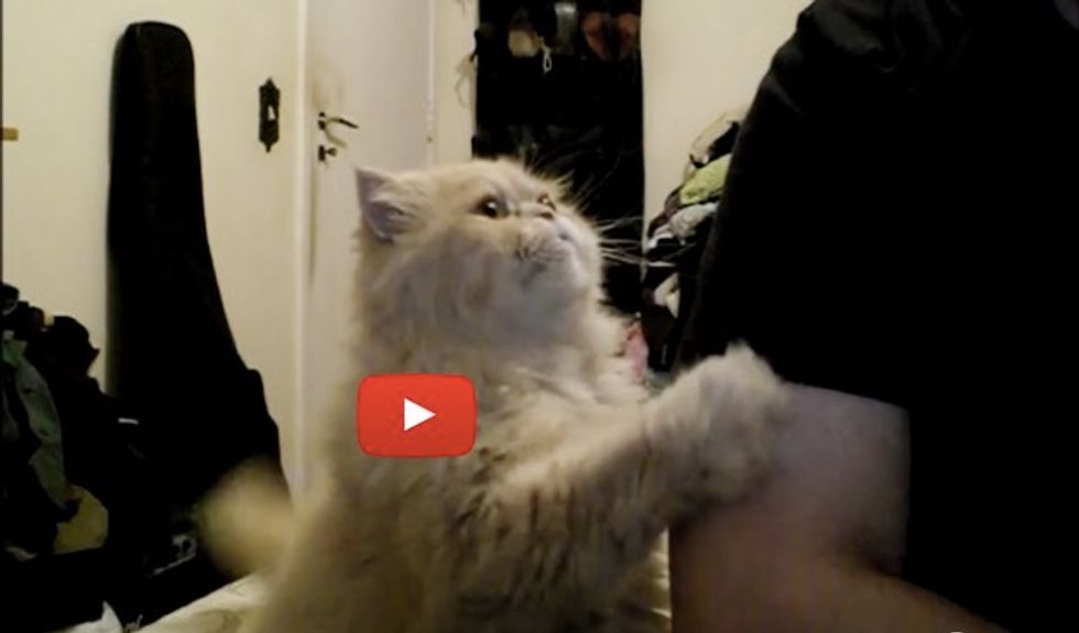 Fera the Cat Gets What He Wants, the Face He Makes Says It All