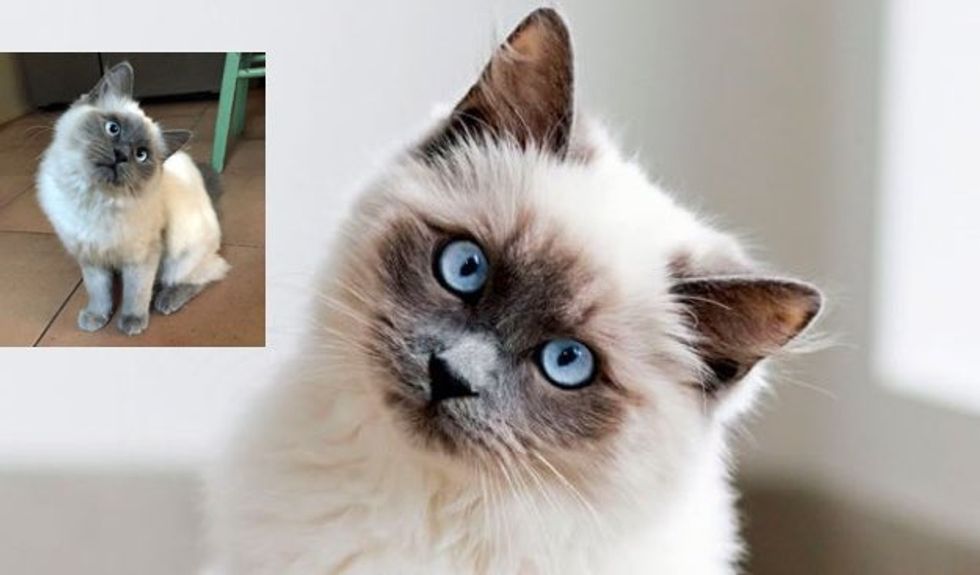 Rescue Ragdoll Kitty Has a Constant Head Tilt. She's Truly Adorable.