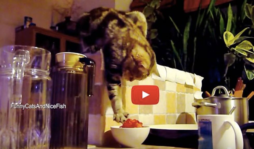 Sneaky Kitty Steals Her Breakfast at Night