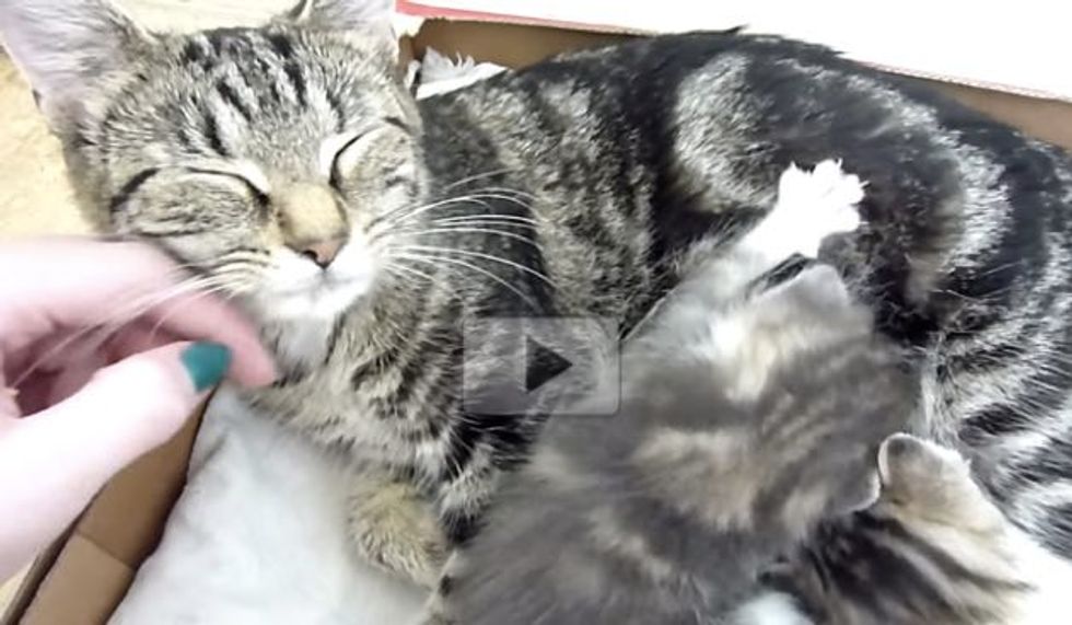 Stray Cat Shows Up with Big Belly, Then the Sweetest Thing Happens.