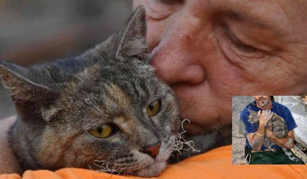 Cat Survives Massive Wildfire Unscathed Reunited with Her Family