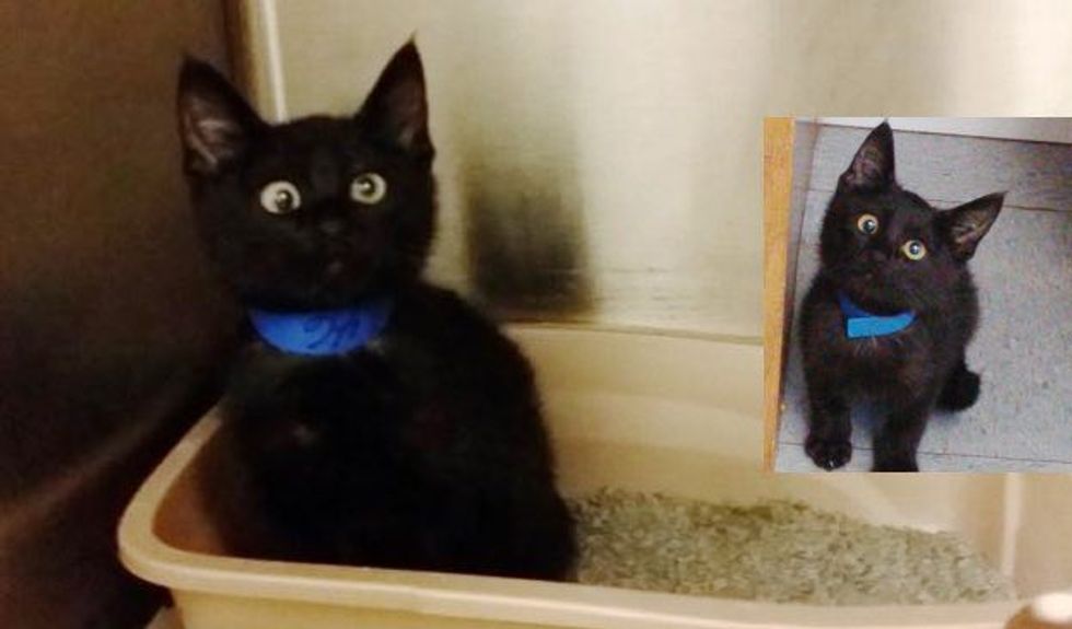 Special Shelter Kitty with Adorable Googly Eyes