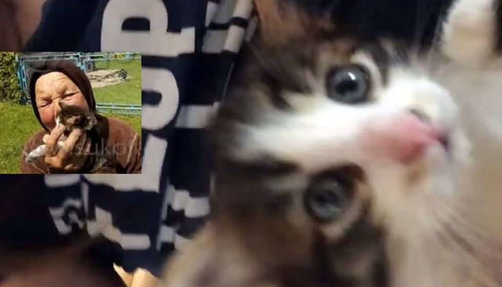 Family on a Mission to Help Stray Kitten Find Home, What Happened Next Touched Their Hearts