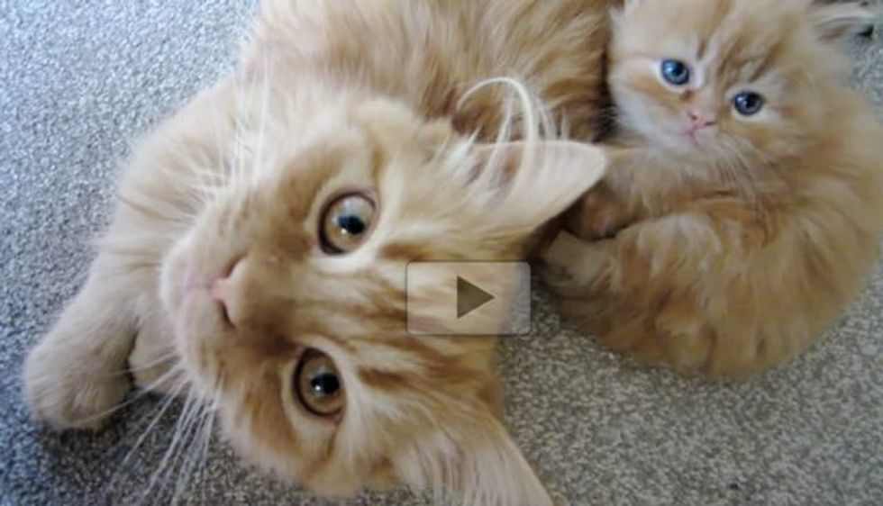 Adorable Furry Family Will Make Your Heart Smile