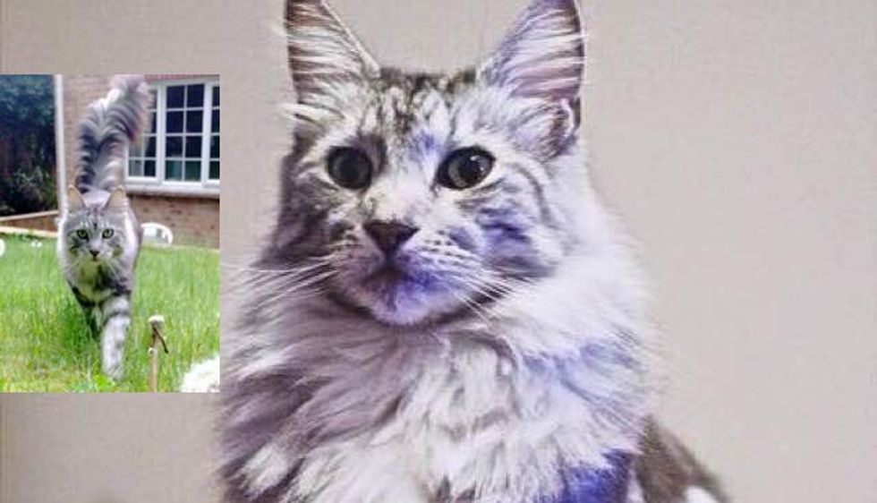 Family Rescued a Maine Coon Cat. 'He's Made Our Family Feel Whole Again'