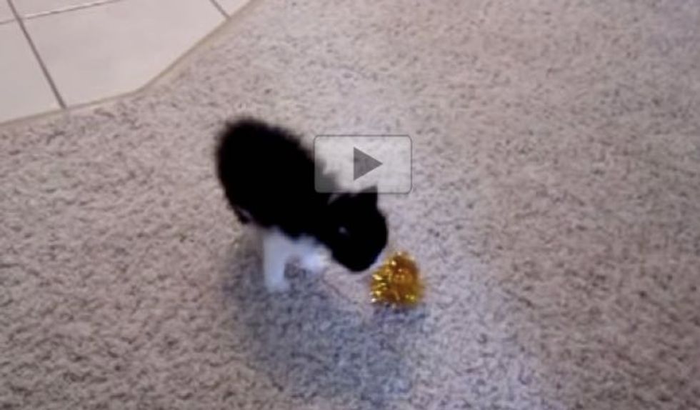 Teeny Fluffy Kitten Shows Fuzzy Ball Who's the Boss