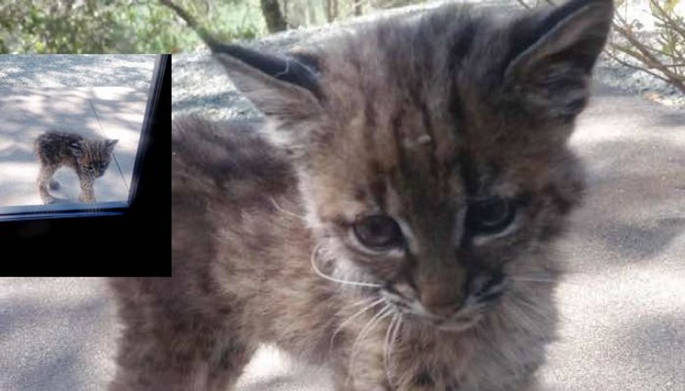 They Got a Surprise Visitor, a Tiny Baby Bobcat