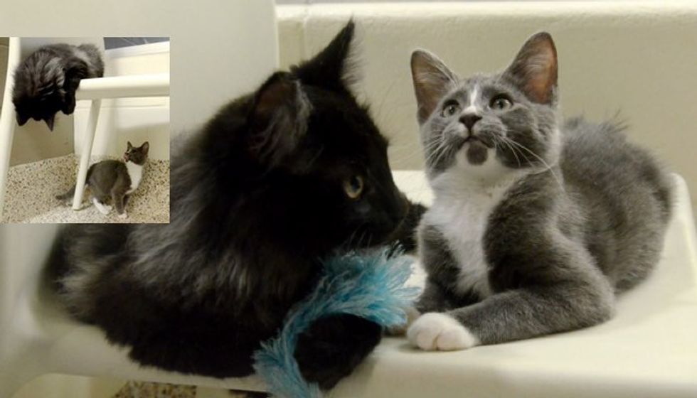 Shelter Cat Becomes Seeing Eyes for Blind Kitten. They are Waiting for a Loving Home
