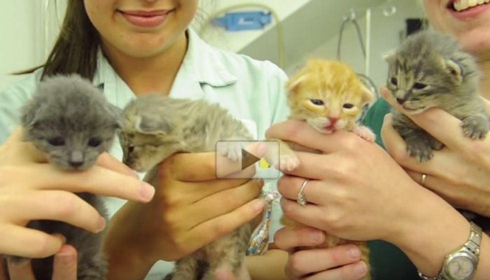 Four Kittens Found Abandoned at Skatepark are Now Thriving