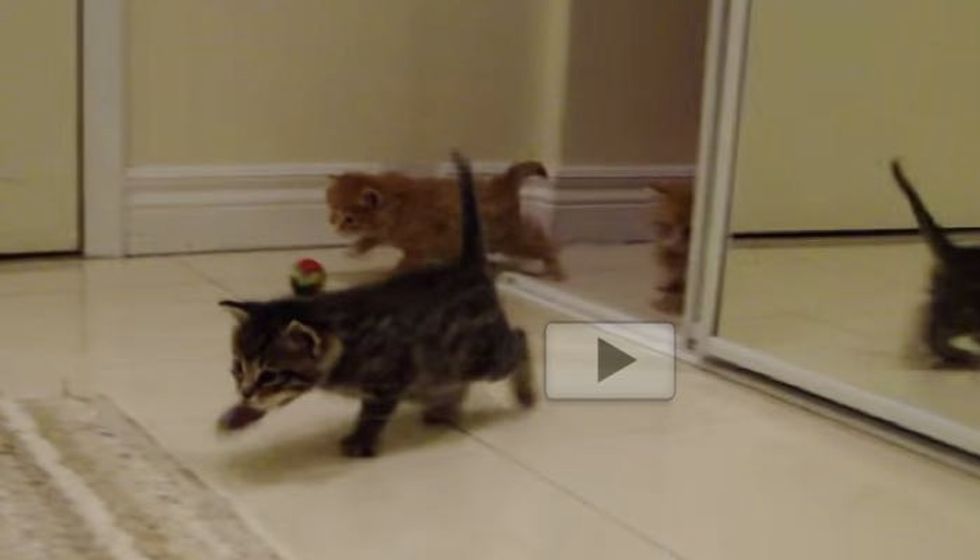Waddling Kittens Marching In When They Hear Foster Mom Call