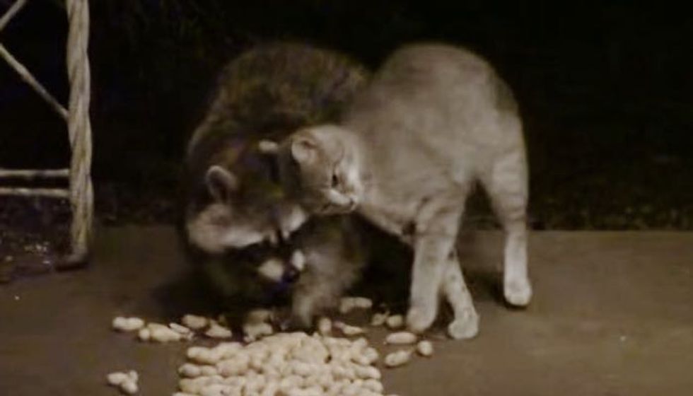 Feral Kitty Adores Raccoon So Much He Can't Stop the Snuggles