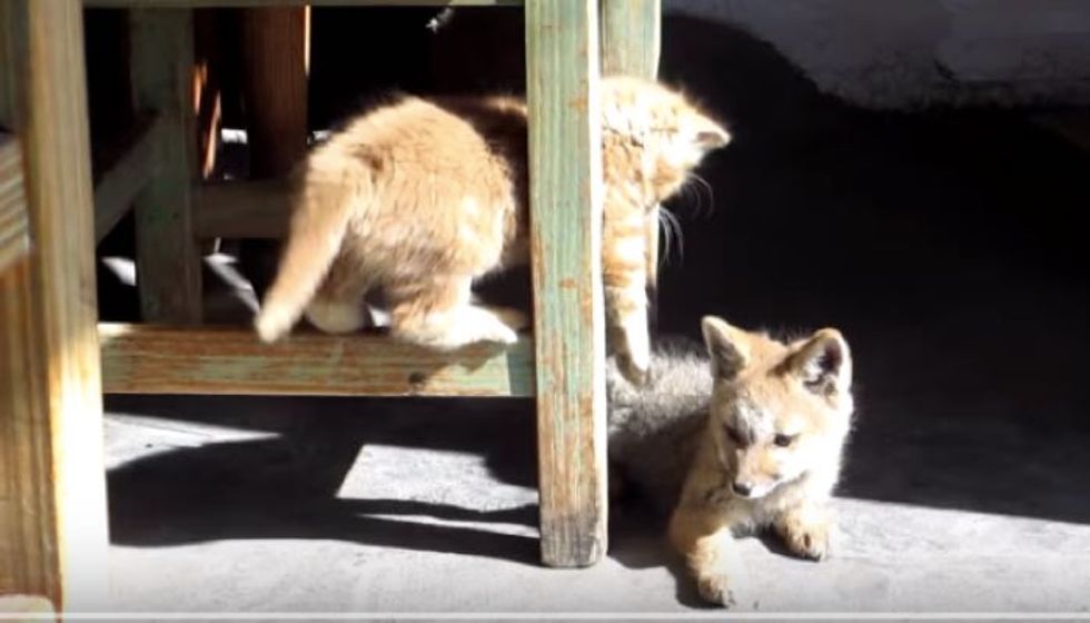 Ginger Kitten Bonds with Fox Cub, Cutest Playfighting