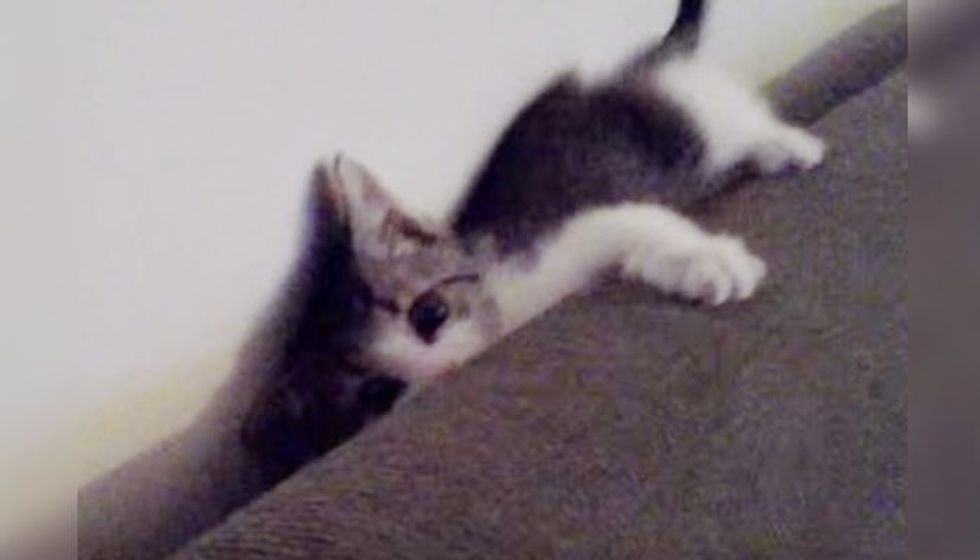 Kitten Obsessed with Running Sideways on the Couch