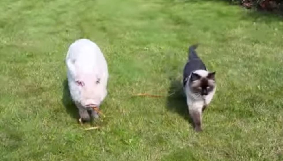 Cat Takes a Walk with His Pig Buddy and Even Pets Him to Sleep