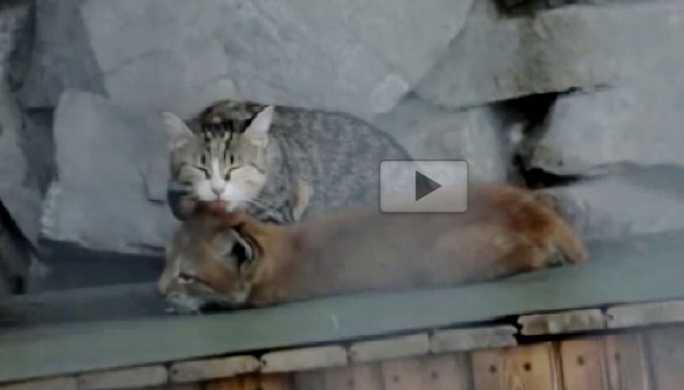 Cat Adopts Baby Lynx Rejected by Her Mother