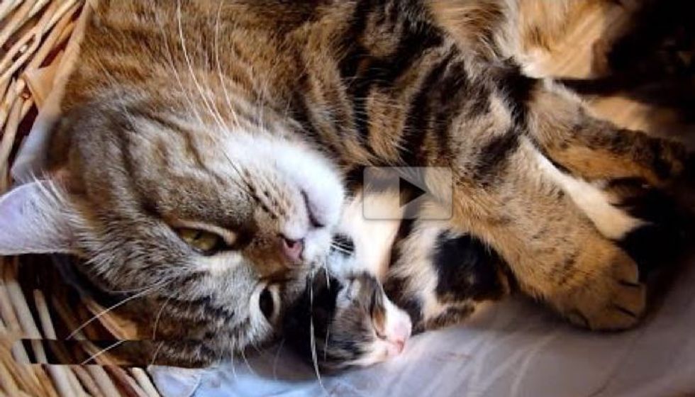 Loving Cat Mama Trying to Hug Her Babies, All 7 of Them