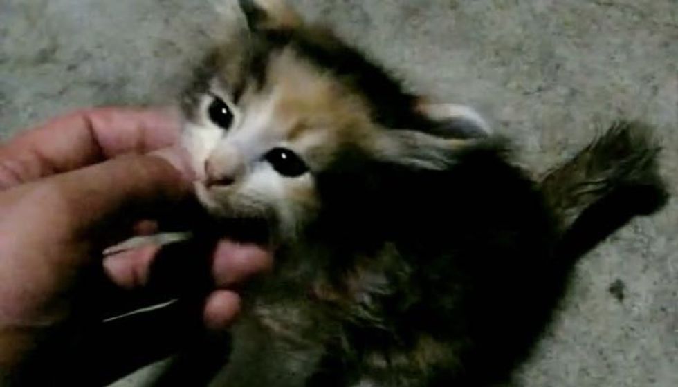 Feral Kitten Feels Loved for the First Time. It's the Sweetest Thing