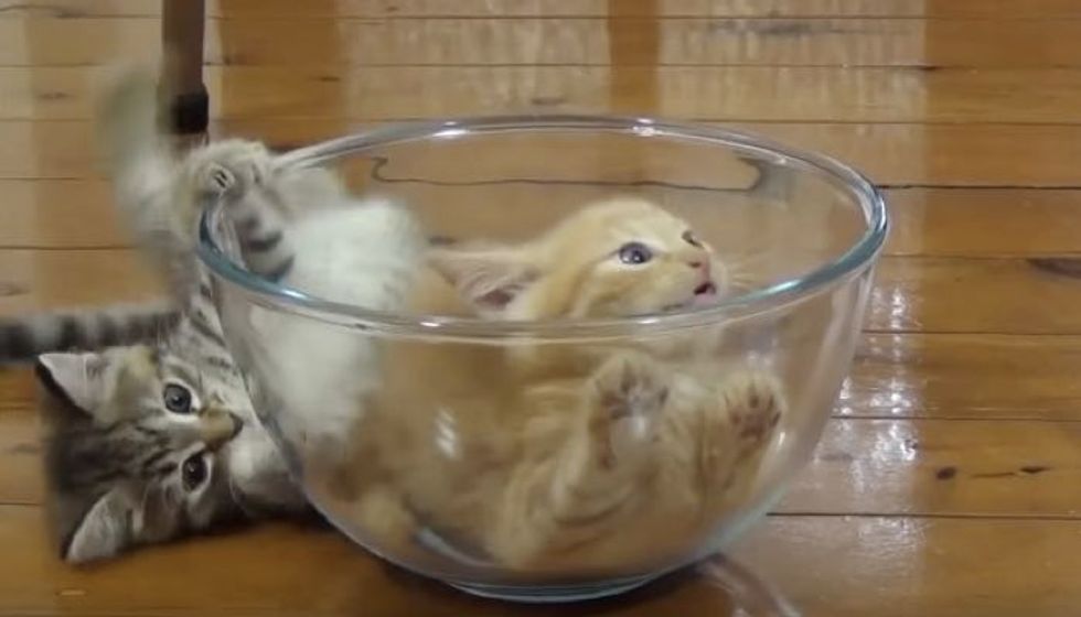 They Give The Kitties a Glass Bowl, They Turn It into a Supurr Bowl