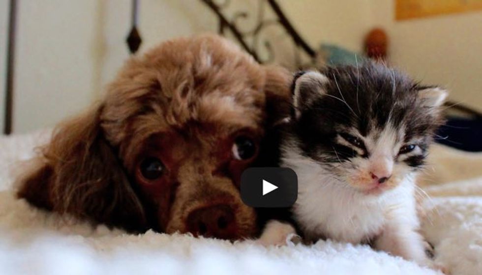 Orphaned Kitten Adopted by Poodle Who was Raised by Cats