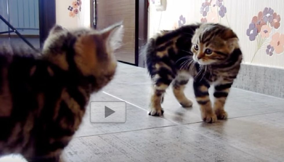 Kittens Wrestle it Out with Their Supurr Ninja Moves