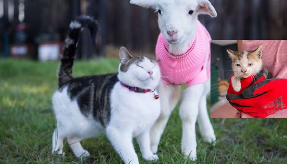 Stitch the Rescue Kitten Becomes Vet Nurse for Rescue Farm Animals