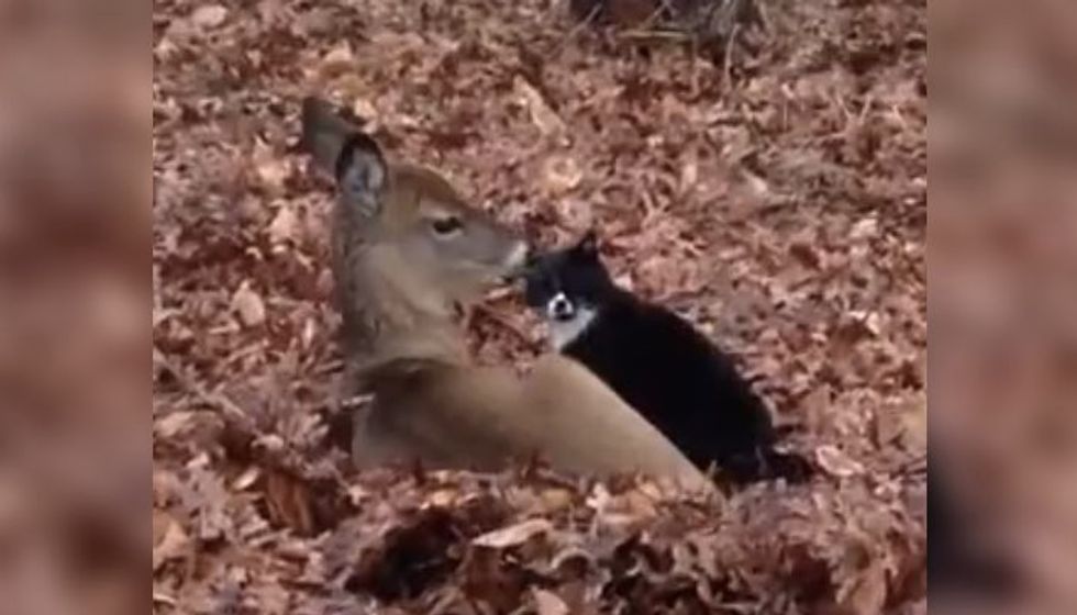 Kitty Has a Deer Admirer Who Comes to Visit