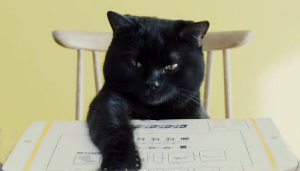 Black Cat Does Amazing Job Teaching Humans to Fold Boxes