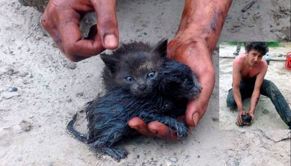 Man Rescues Two Kittens from Drowning in Oil Spill