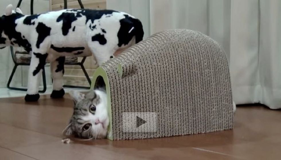 Maru is Sucked into His Mouse-shaped House